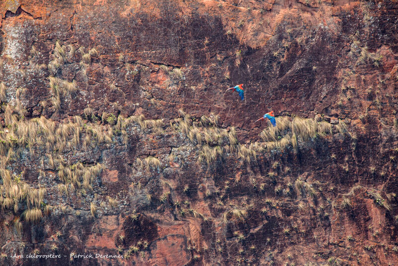 Red-and-green Macaw, identification, habitat, Flight