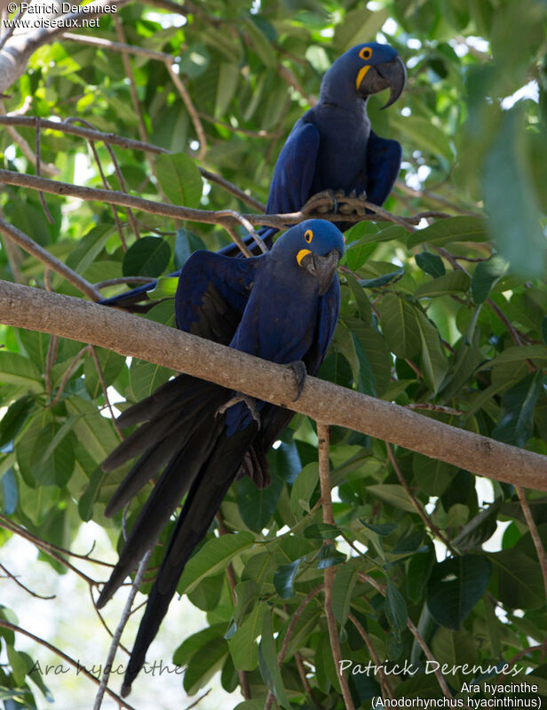 Hyacinth Macaw, identification, habitat