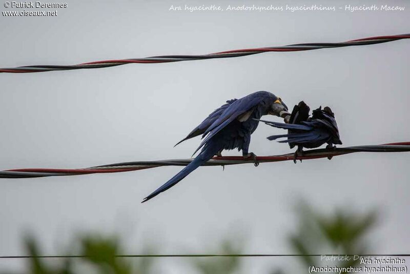 Hyacinth Macaw, identification