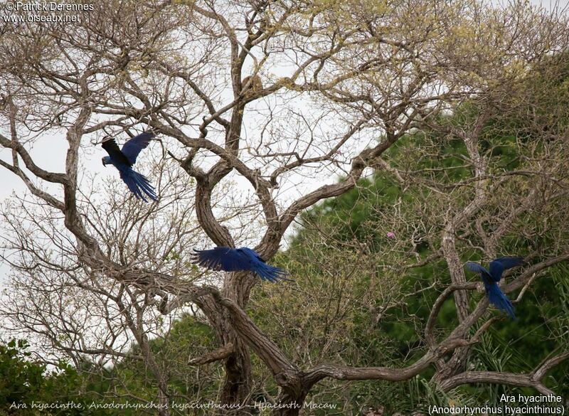 Hyacinth Macaw, identification, habitat, Flight