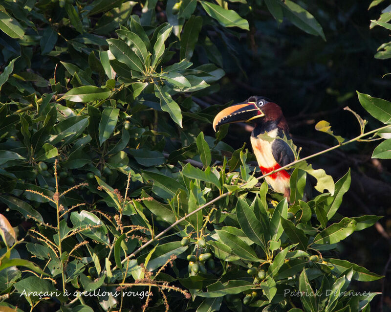 Chestnut-eared Aracari, identification, habitat