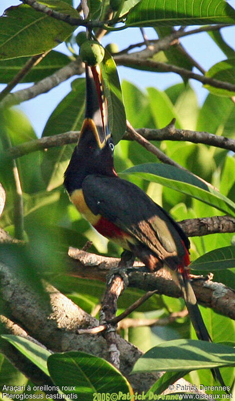 Chestnut-eared Aracariadult breeding