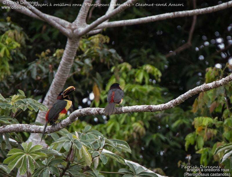 Araçari à oreillons roux, identification, habitat, mange