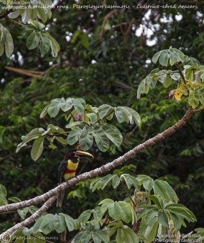 Araçari à oreillons roux, identification, habitat