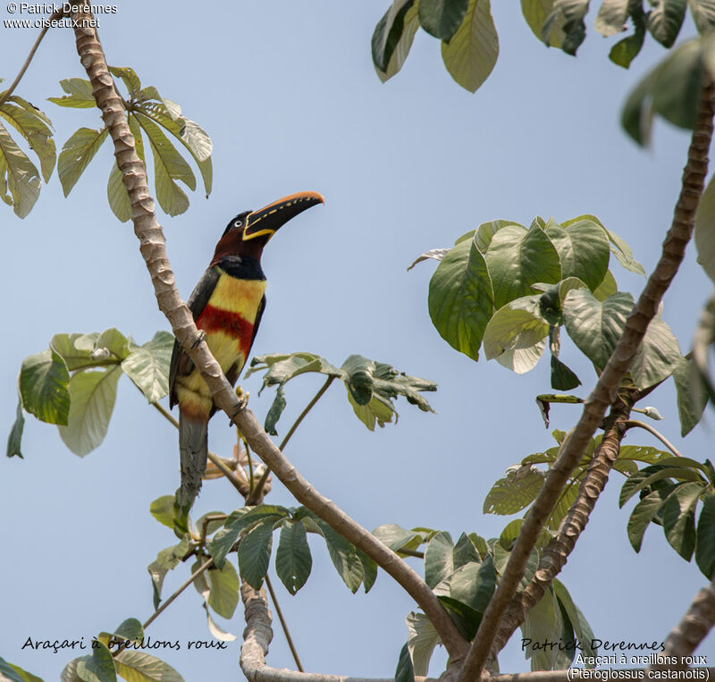 Chestnut-eared Aracari, identification, habitat