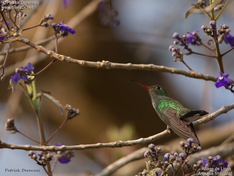 Glittering-throated Emerald, identification, habitat