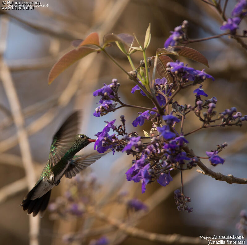 Glittering-throated Emerald, identification, habitat, Flight, feeding habits, eats