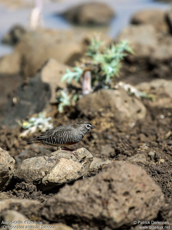 Quailfinch (fuscocrissa) male adult, identification