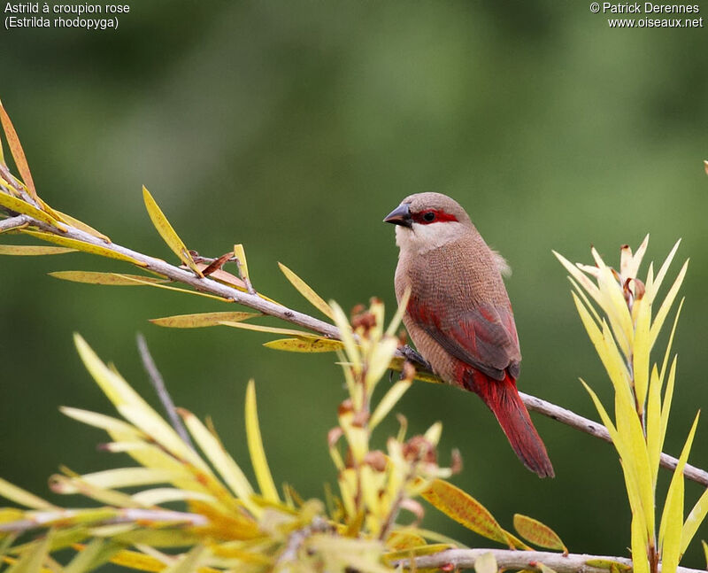 Crimson-rumped Waxbill