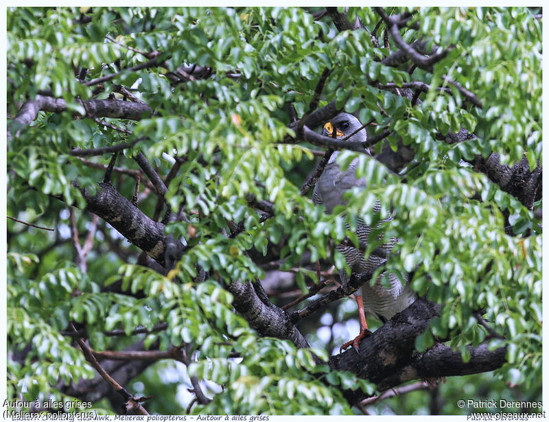 Eastern Chanting Goshawkadult, identification, Behaviour