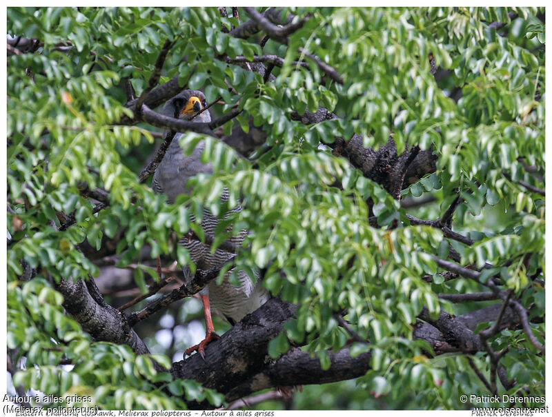 Autour à ailes grisesadulte, identification