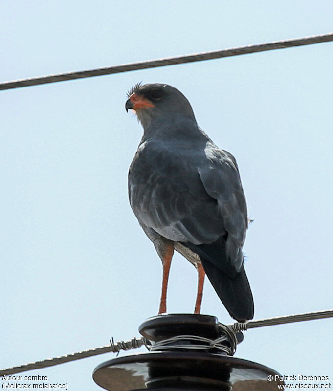 Dark Chanting Goshawkadult, identification