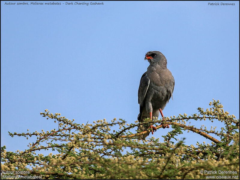 Dark Chanting Goshawkadult, identification