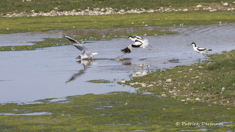 Avocette élégante, identification, habitat, Vol, Comportement