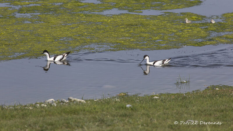 Avocette élégante, identification, habitat, nage