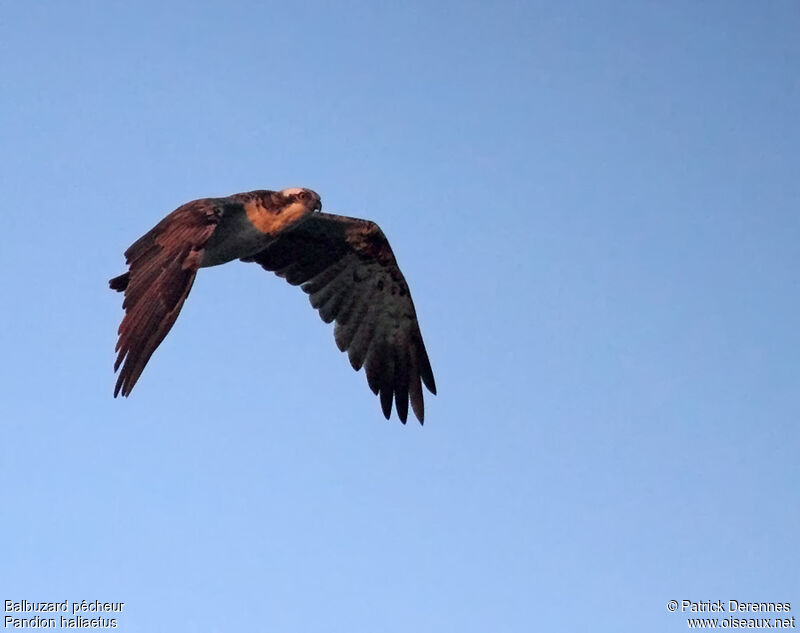 Osprey male adult, Flight