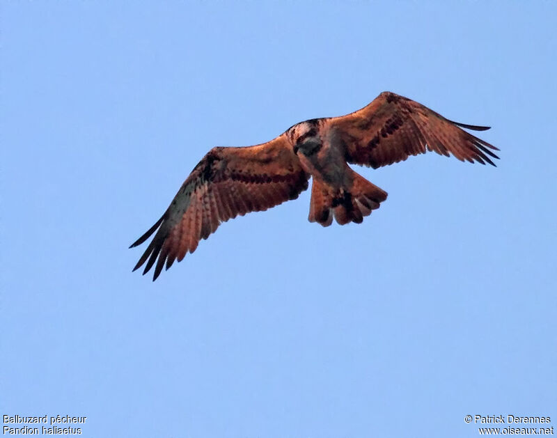 Osprey male adult, Flight