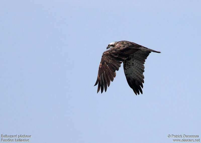 Osprey male adult, Flight