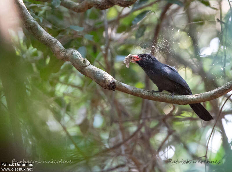 Black-fronted Nunbirdadult, feeding habits, fishing/hunting, eats