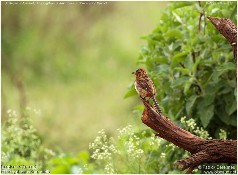 D'Arnaud's Barbet, identification