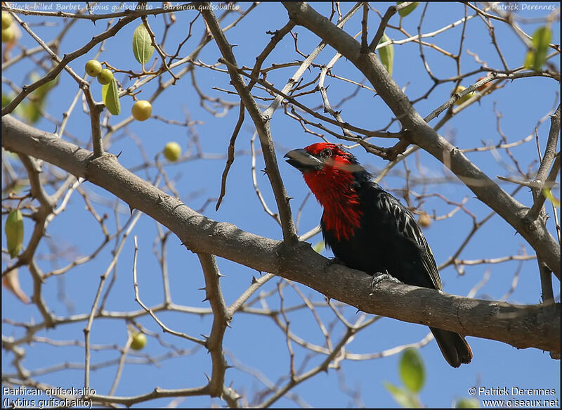 Black-billed Barbetadult, identification