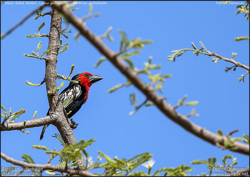 Black-billed Barbetadult, identification