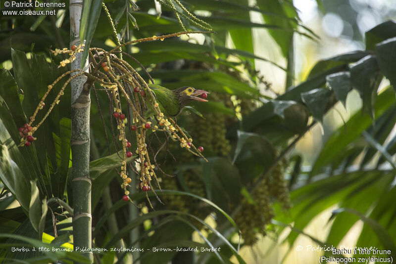 Brown-headed Barbet, identification, habitat, eats