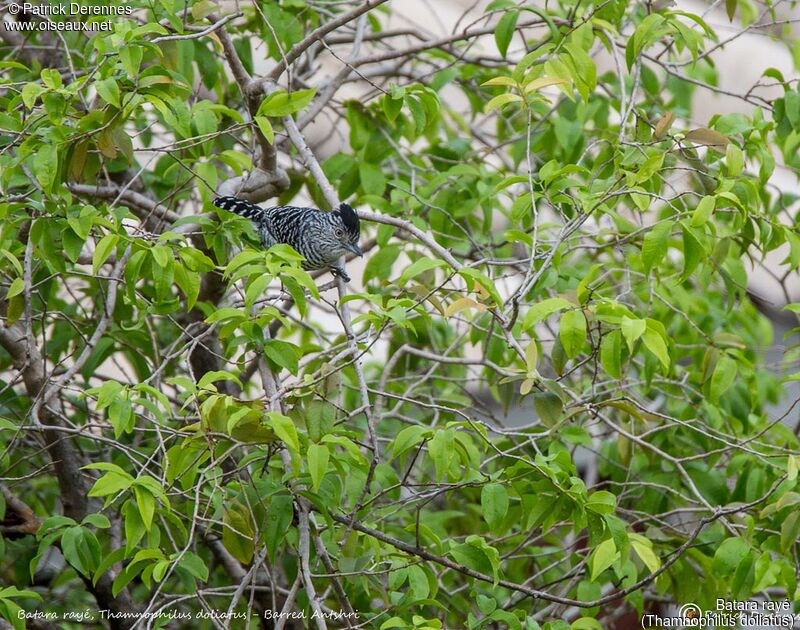 Barred Antshrike, identification, habitat