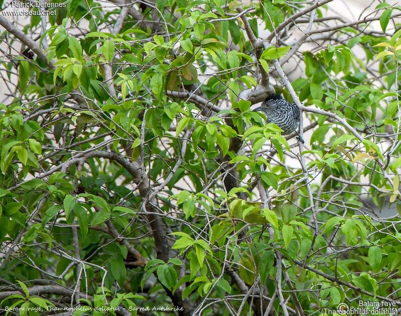 Barred Antshrike