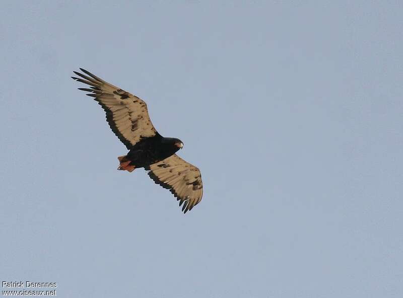 Bateleur des savanes femelle subadulte, Vol