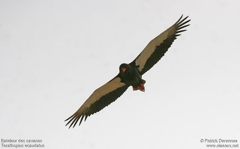 Bateleur des savanes mâle