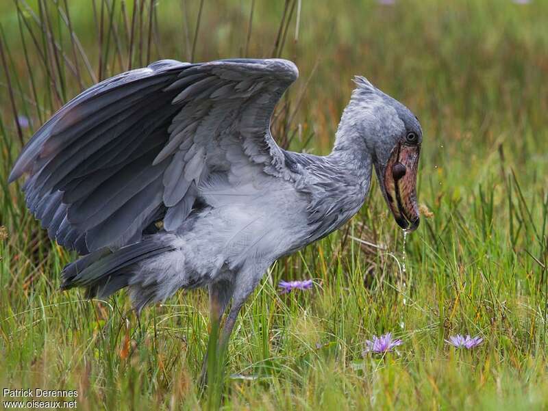 Shoebilladult, identification, pigmentation, feeding habits, Behaviour