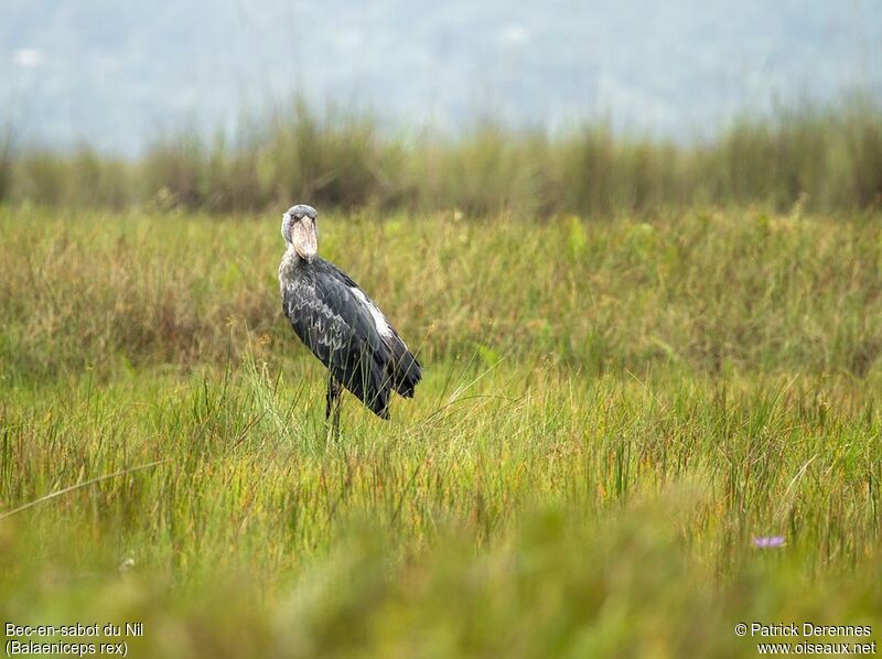 Shoebill, identification