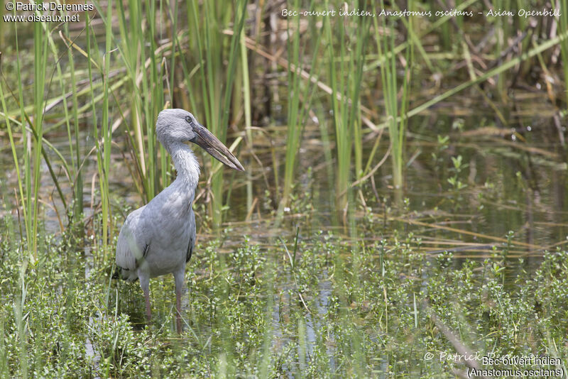 Bec-ouvert indien, identification, habitat