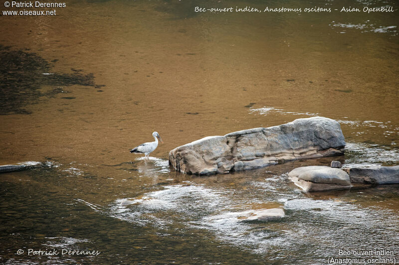 Bec-ouvert indien, identification, habitat