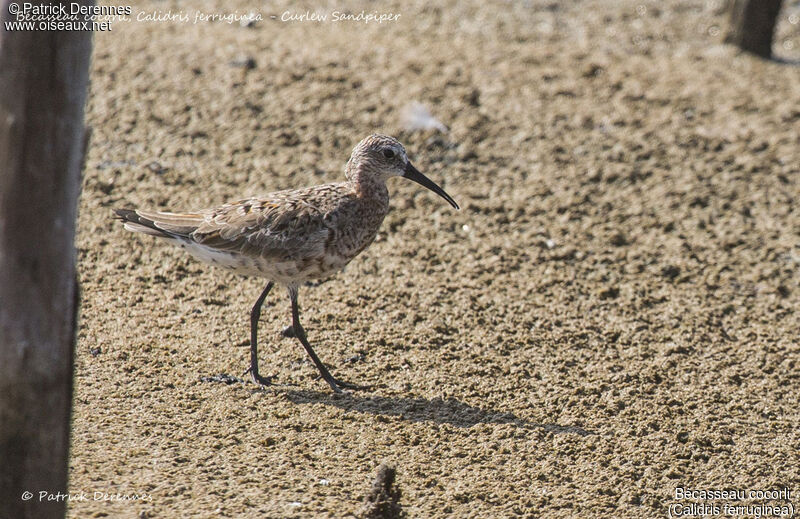 Curlew Sandpiper, identification, habitat