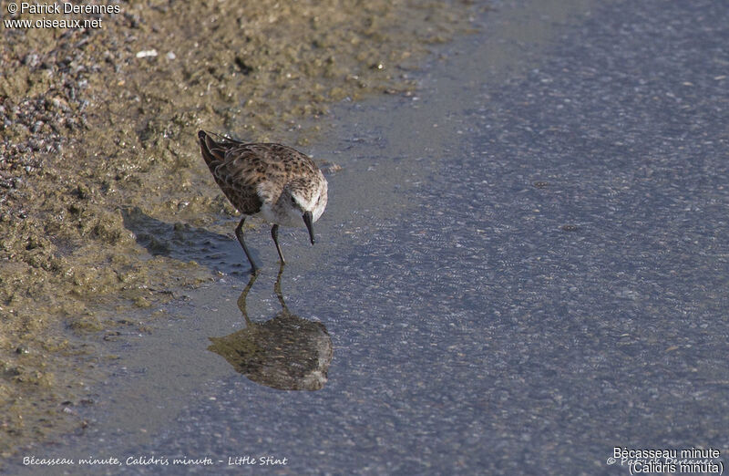 Little Stint, identification, habitat