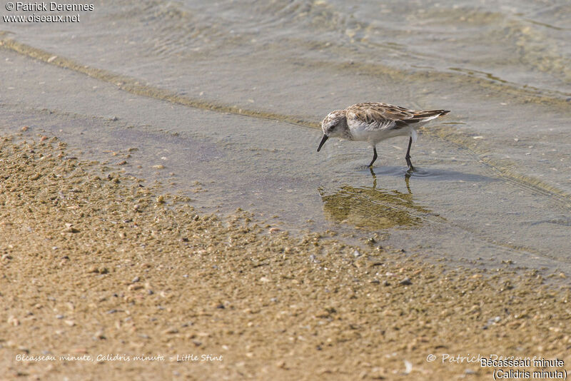 Little Stint, identification, habitat