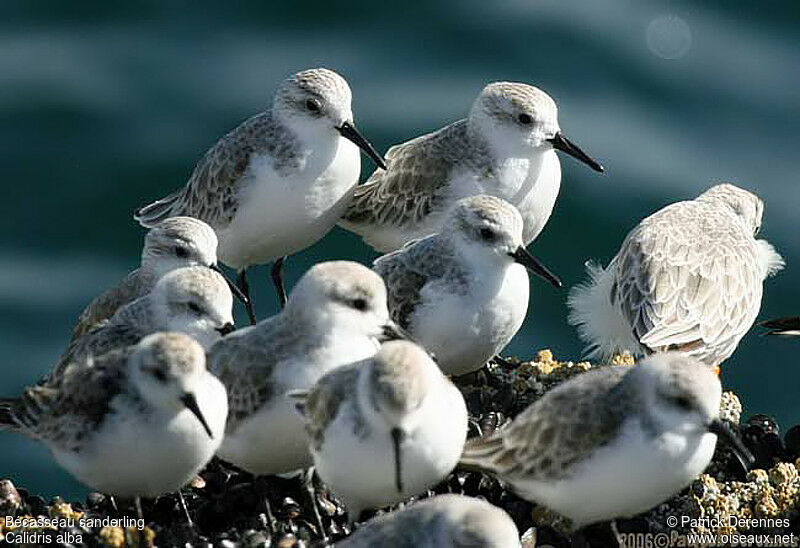 Bécasseau sanderling