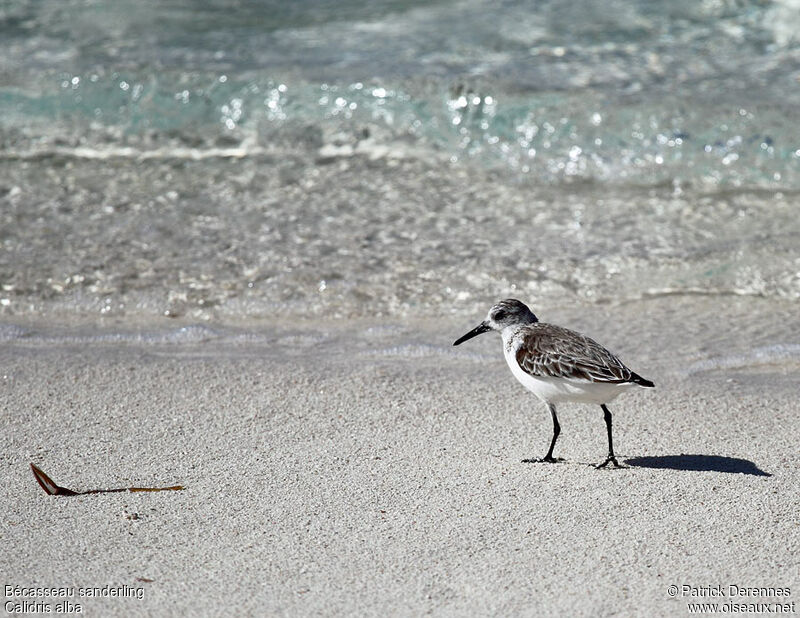 Bécasseau sanderling, identification