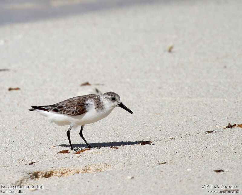 Bécasseau sanderling, identification