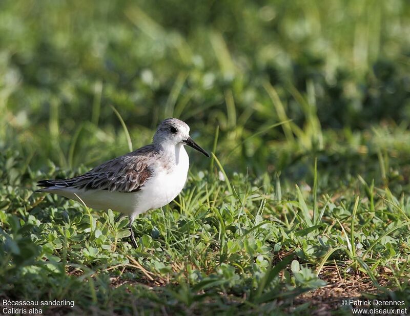 Bécasseau sanderling, identification