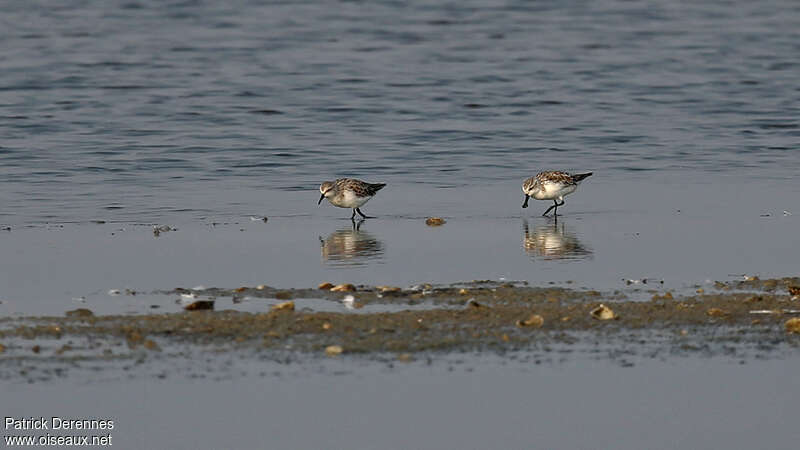 Spoon-billed Sandpiper, habitat, Behaviour