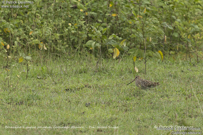 Bécassine à queue pointue, identification, habitat