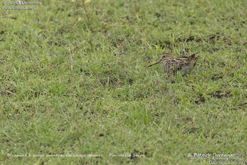 Pin-tailed Snipe, identification, habitat