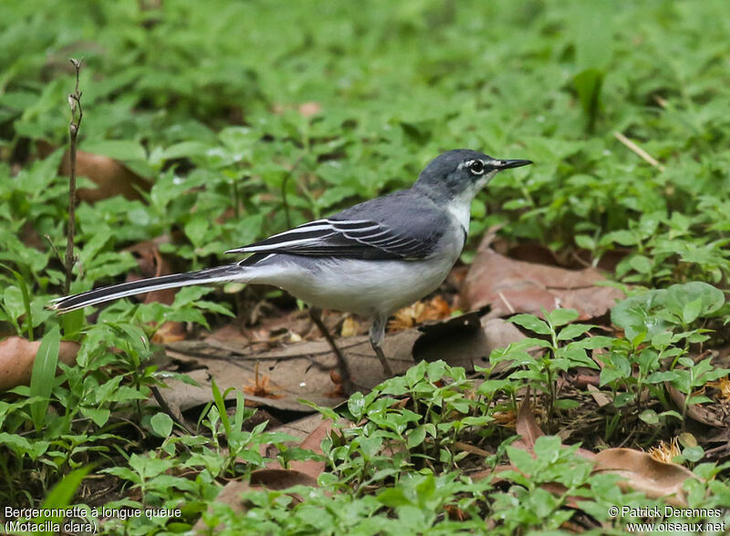 Mountain Wagtailadult, identification