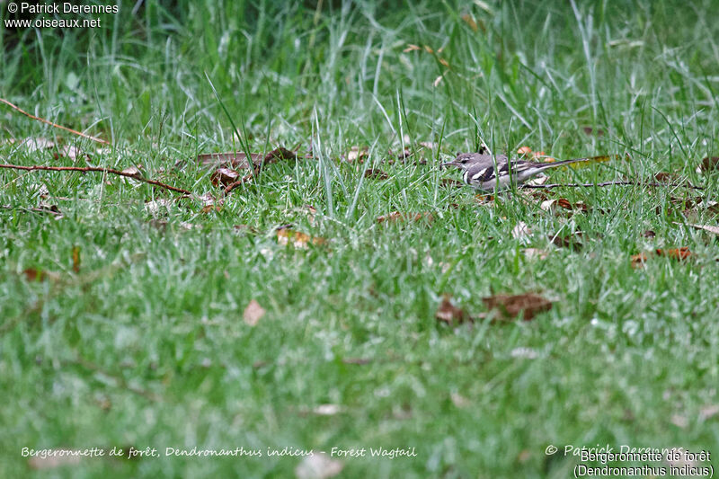 Forest Wagtail, identification, habitat