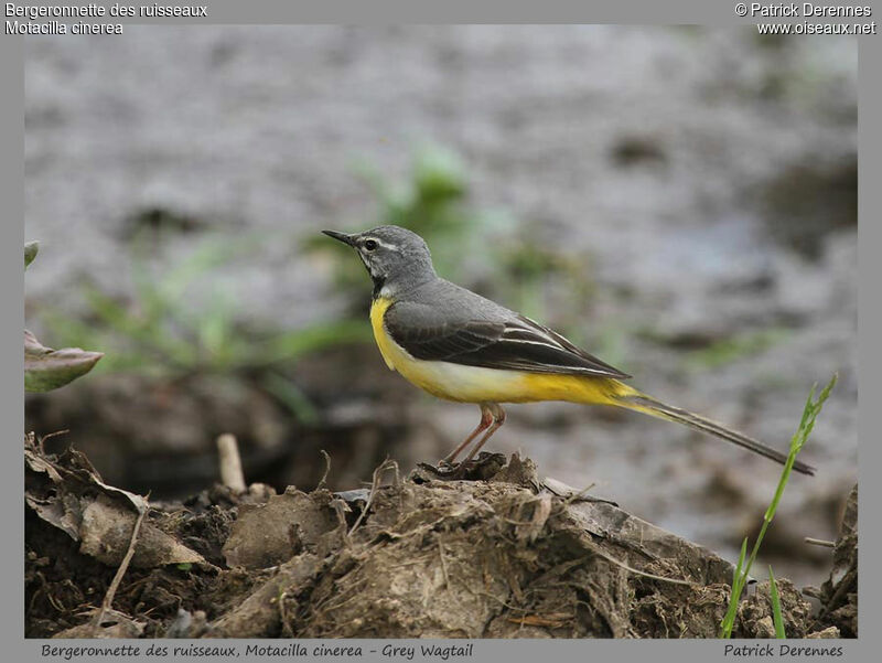 Bergeronnette des ruisseauxadulte, identification