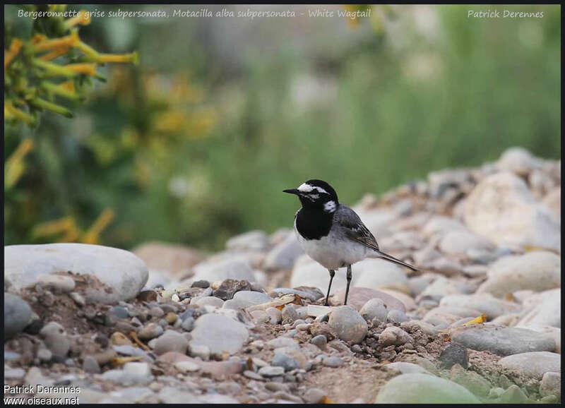 White Wagtailadult, identification