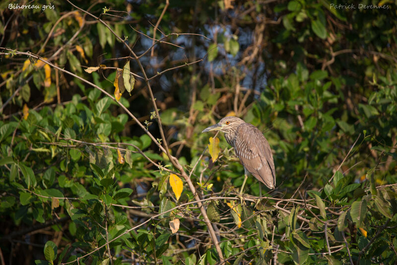 Black-crowned Night Heronimmature, identification, habitat